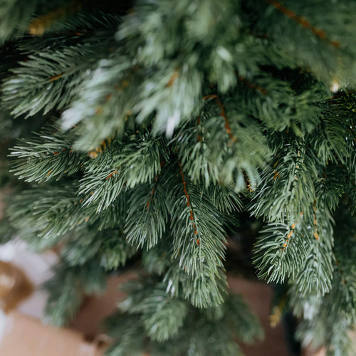 120 cm Kalėdų eglutė Sosna Himalajska Exclusive