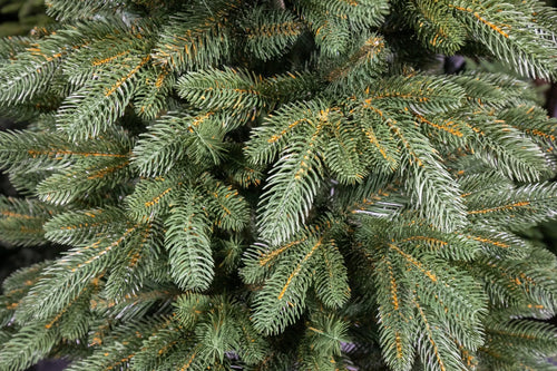 220 cm Kalėdinė eglutė „Skandinaviškas kėnis“