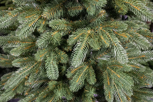 220 cm Kalėdinė eglutė „Skandinaviškas kėnis“