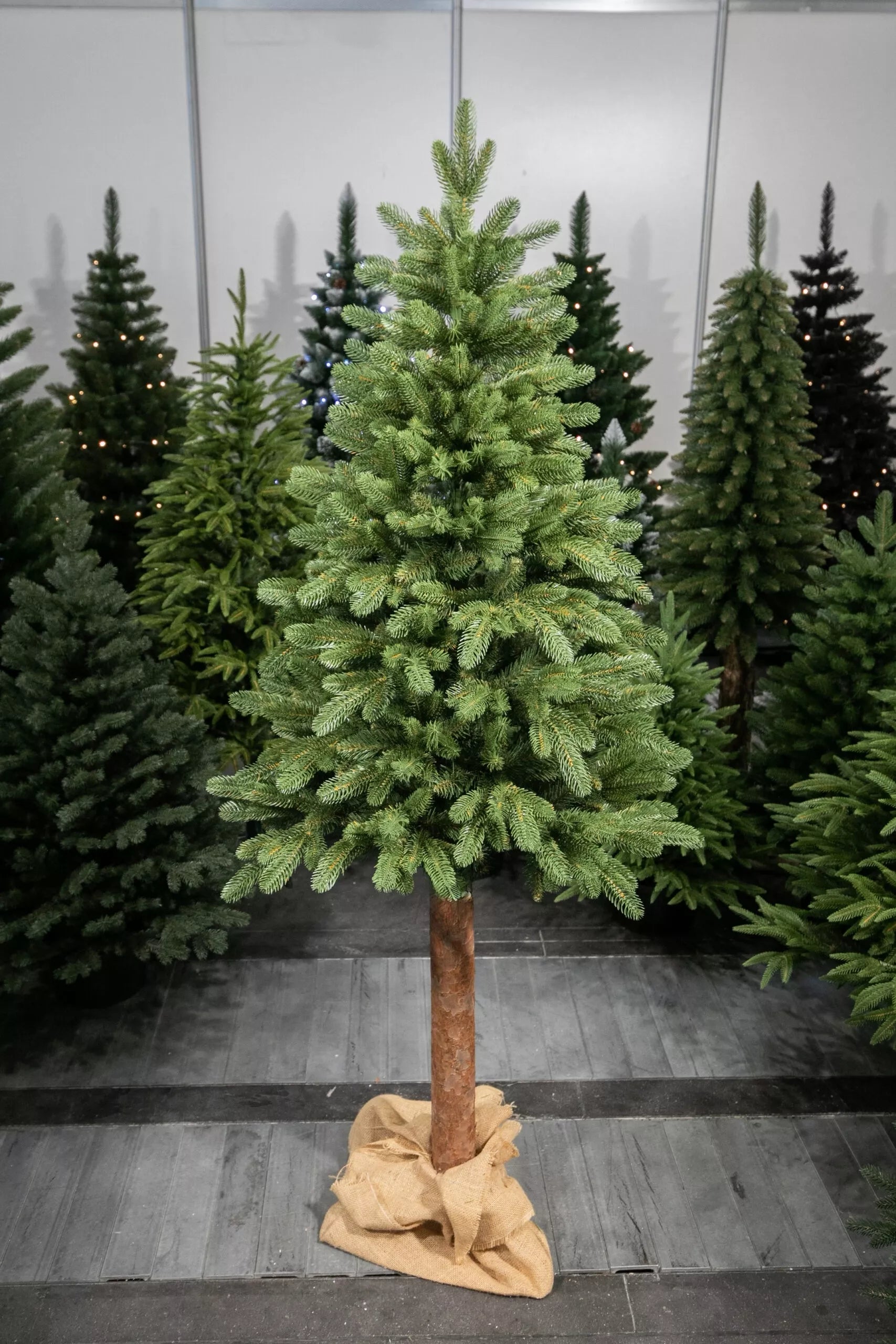 220 cm Kalėdinė eglutė „Skandinaviškas kėnis“